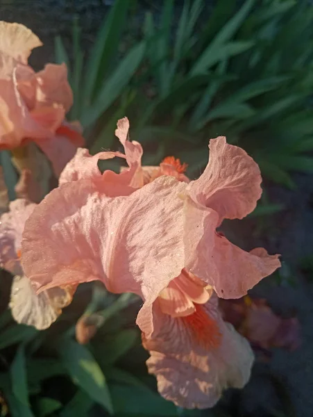 太陽の下でピンク色の美しいアイリスの花 — ストック写真
