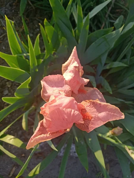 Pink Beautiful Iris Flower Sun — Stock Photo, Image