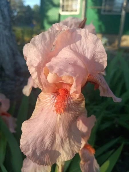 Rosa Hermosa Flor Iris Sol — Foto de Stock