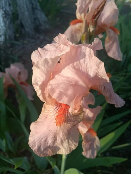 Różowy Irys Piękny Kwiat Słońcu — Zdjęcie stockowe