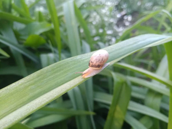 Pequeño Caracol Sobre Hojas Lirio Verde — Foto de Stock