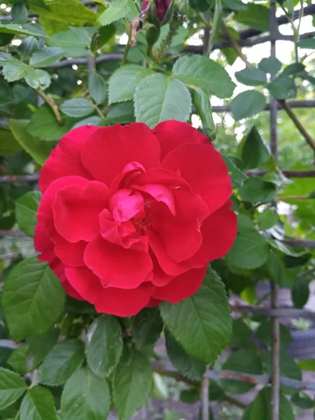 Όμορφο Απαλό Μπουμπούκια Των Τριαντάφυλλων Του Κόκκινου Χρώματος — Φωτογραφία Αρχείου