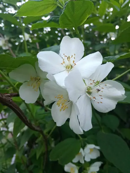 Білі Ніжні Квіти Кучерявому Кущі — стокове фото