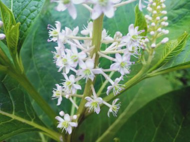 yeşil yaprakları beyaz güzel çiçek