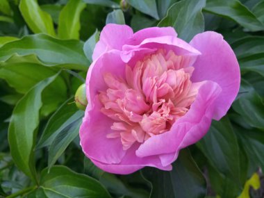 güzel bahar şakayık çiçekleri