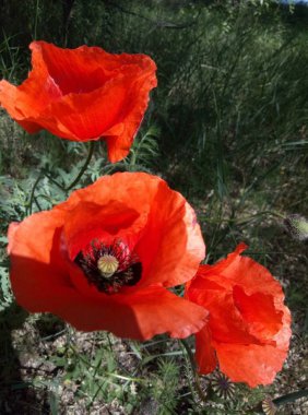 Vahşi parlak kırmızı haşhaş