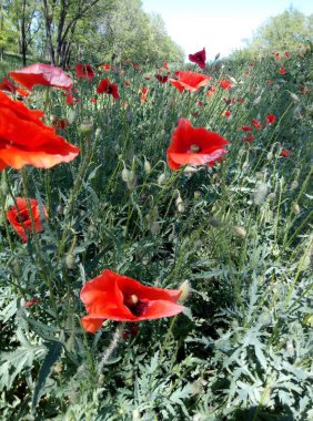 Vahşi parlak kırmızı haşhaş