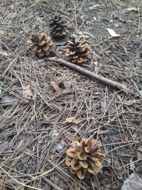 çam kozalakları iğneler ormanda üzerinde