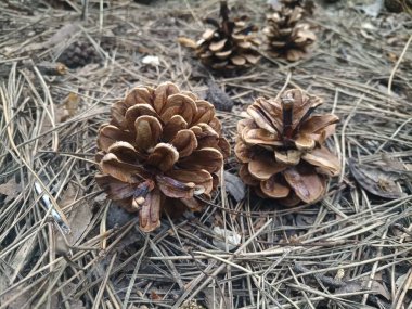 çam kozalakları iğneler ormanda üzerinde