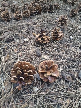 çam kozalakları iğneler ormanda üzerinde