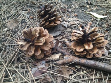 çam kozalakları iğneler ormanda üzerinde