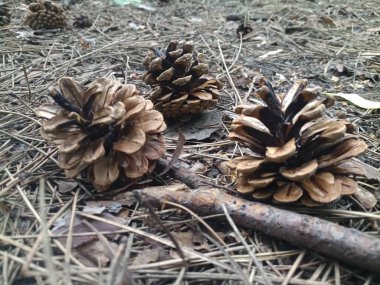 çam kozalakları iğneler ormanda üzerinde