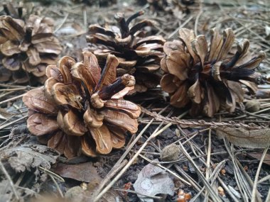 çam kozalakları iğneler ormanda üzerinde