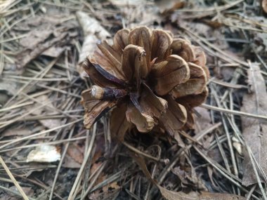 çam kozalakları iğneler ormanda üzerinde