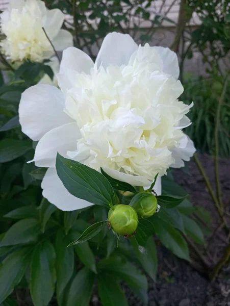 Красиві Весняні Півонічні Квіти — стокове фото