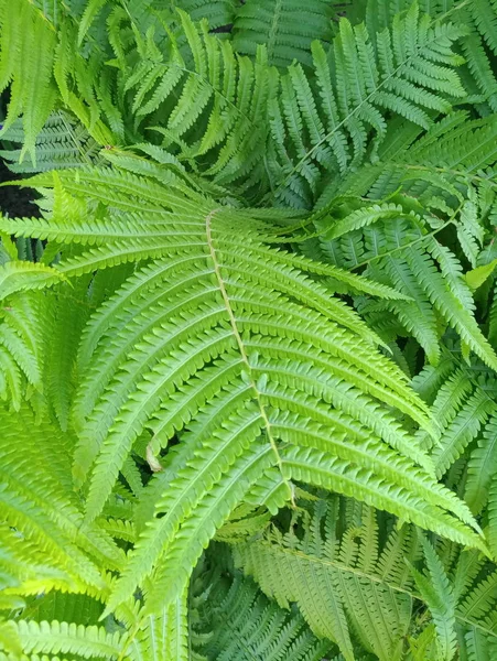 Grande Feuille Fougère Verte — Photo