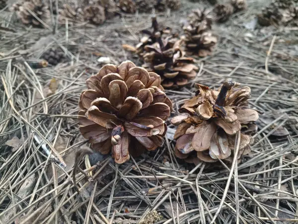 Pine Cones Needles Woods — Stock Photo, Image