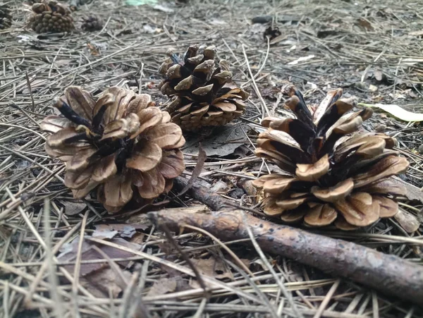 Pine Cones Needles Woods — Stock Photo, Image