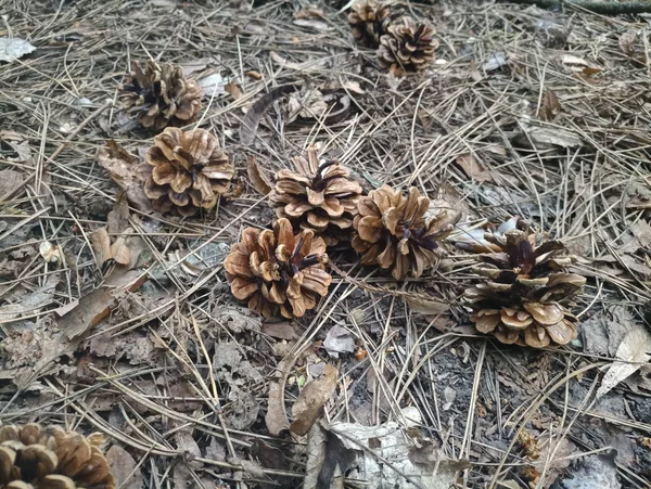 Dennenappels Naalden Het Bos — Stockfoto