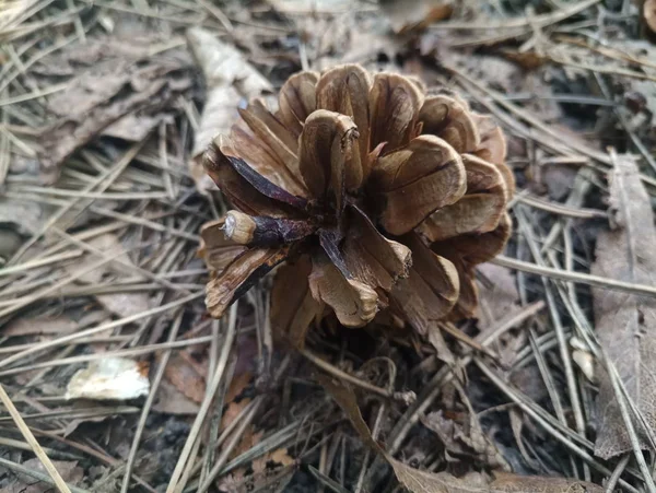 Pine Cones Needles Woods — Stock Photo, Image