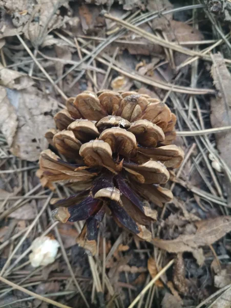 Çam Kozalakları Iğneler Ormanda Üzerinde — Stok fotoğraf