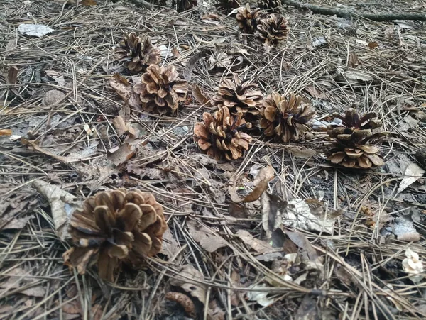 Pine Cones Needles Woods — Stock Photo, Image