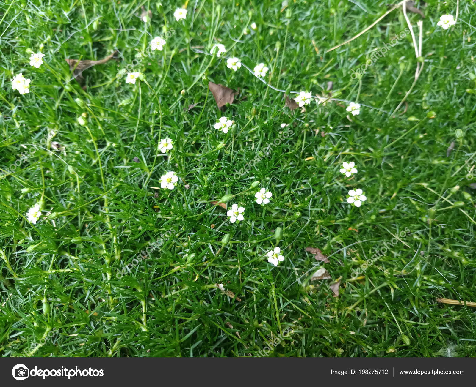 White Little Cute Flowers Green Grass Stock Photo By C Julia0501 198275712