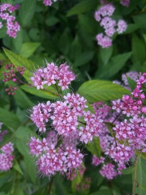 Yeşil Bush mor narin küçük çiçekler