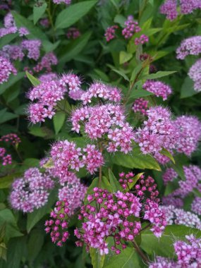 Yeşil Bush mor narin küçük çiçekler