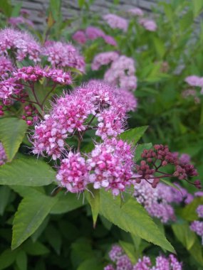 Yeşil Bush mor narin küçük çiçekler