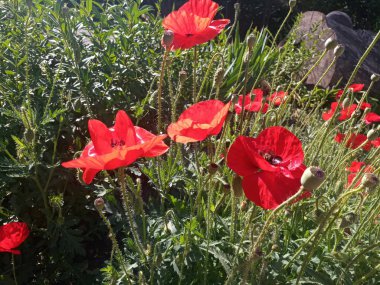 güzel parlak kırmızı haşhaş güneş ışığı altında