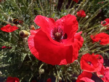 güzel parlak kırmızı haşhaş güneş ışığı altında