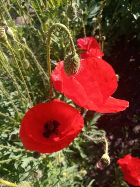 güzel parlak kırmızı haşhaş güneş ışığı altında