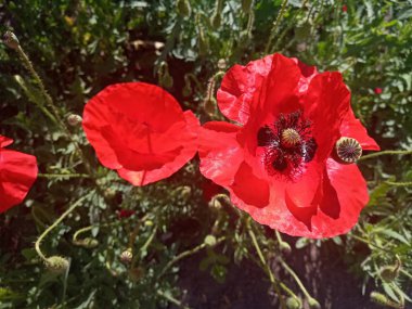 güzel parlak kırmızı haşhaş güneş ışığı altında