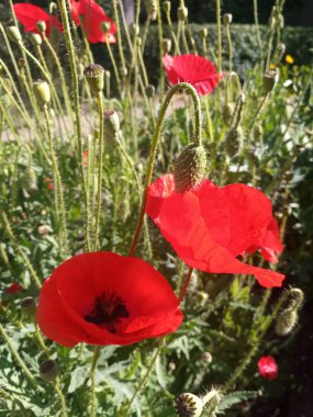 güzel parlak kırmızı haşhaş güneş ışığı altında