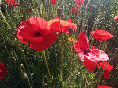güzel parlak kırmızı haşhaş güneş ışığı altında