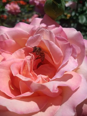 Beyaz-yeşil güzel gül flowerbed üzerinde