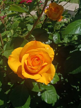 Güneş güzel sarı gül