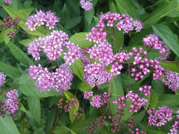 Violet Delicate Little Flowers Green Bush — Stock Photo, Image