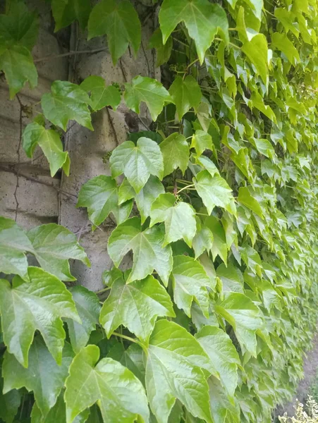 Зеленые Листья Кустарника Заборе — стоковое фото