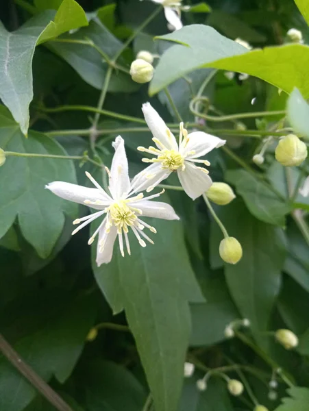 Delicate White Flower Green Bush — Stock Photo, Image