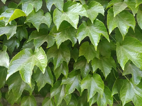 Зеленые Листья Кустарника Заборе — стоковое фото