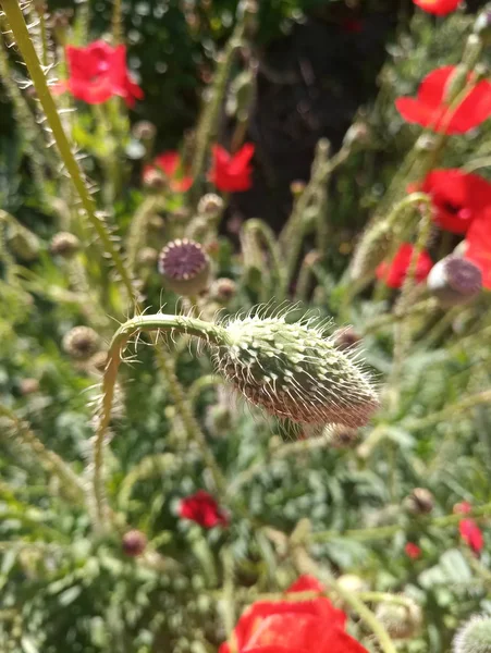 Όμορφο Φωτεινό Κόκκινο Παπαρούνες Στο Φως Του Ήλιου — Φωτογραφία Αρχείου