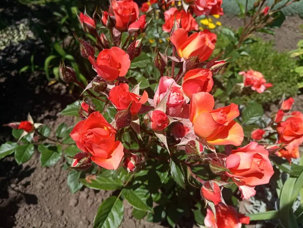 Beautiful Rose Terracotta Scarlet Color — Stock Photo, Image