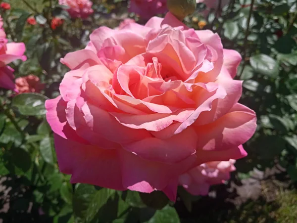 Branco Verde Bela Rosa Canteiro Flores — Fotografia de Stock