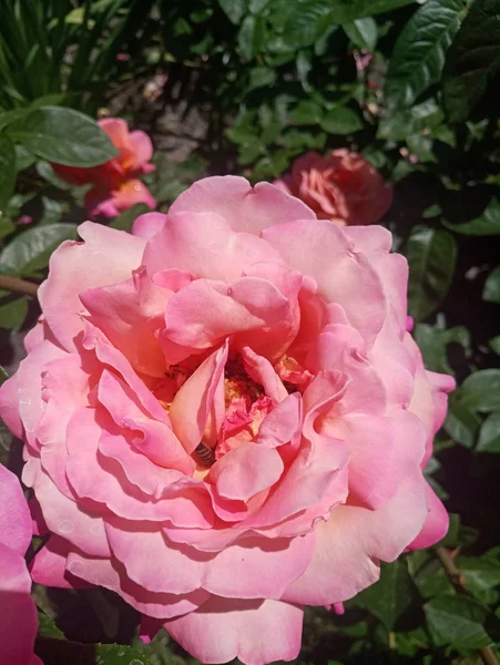Branco Verde Bela Rosa Canteiro Flores — Fotografia de Stock