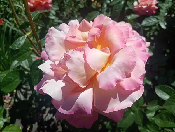 Rosa Hermosa Blanco Verde Macizo Flores —  Fotos de Stock