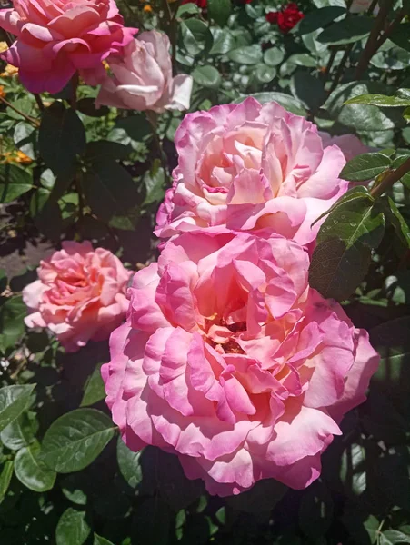 Prachtige Rose Wit Groen Flowerbed — Stockfoto