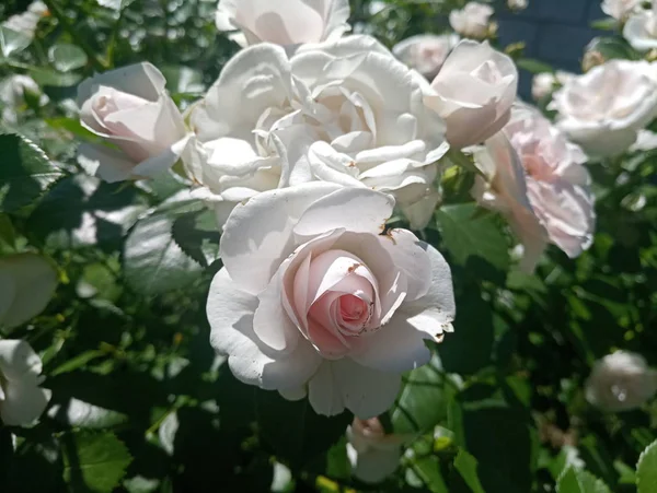 Flowerbed Üzerinde Beyaz Güzel Gül — Stok fotoğraf