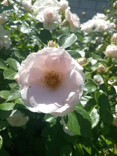 Vit Vacker Ros Blomsterrabatten — Stockfoto